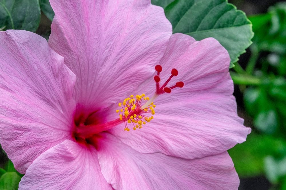 Hibiscus